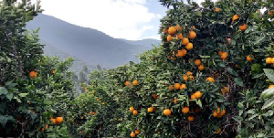 Consultas Agrícolas