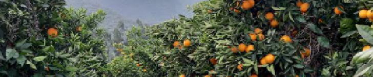 Consultas Agrícolas