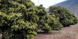 Consultas Agrícolas