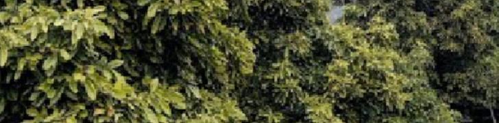 Consultas Agrícolas